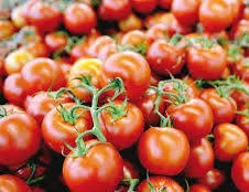 Tomates Frais