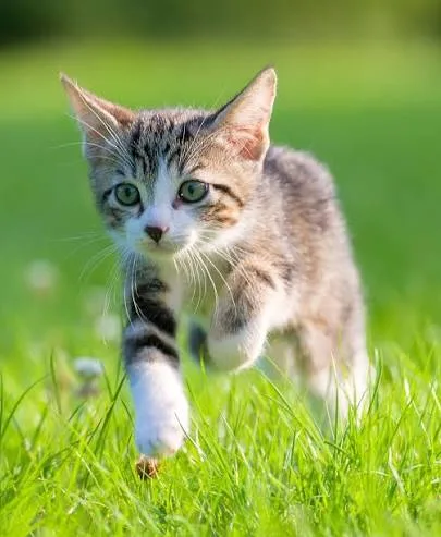 Chatons à offrir