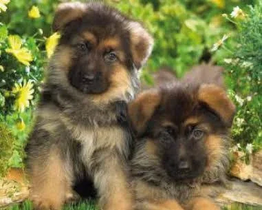 Chiot berger Allemand