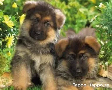 Adorables chiots Berger Allemand